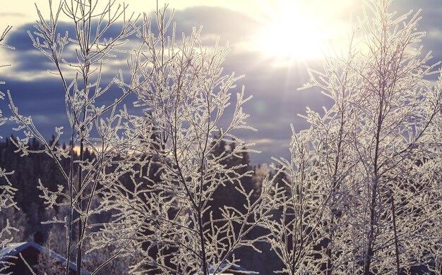 frozen tree