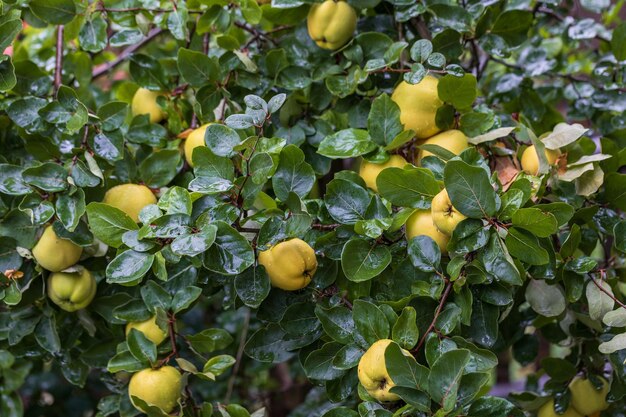 Photo fruchtgrner baum mit reifen quittenfrchten