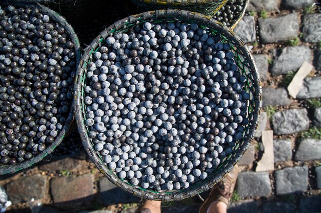 Le fruit d'açai amazonien. Fruit frais