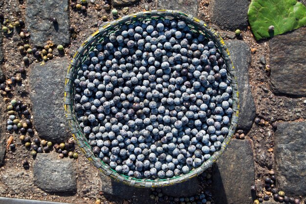 Le fruit d'açai amazonien. Fruit frais