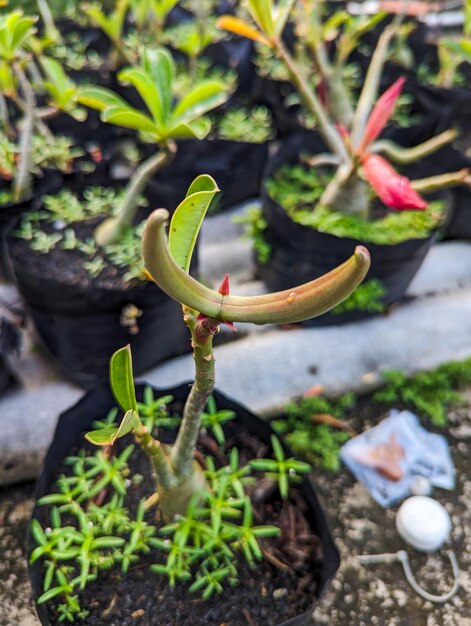 Photo le fruit de l'adénium est en forme de corne avec un fond naturel flou.