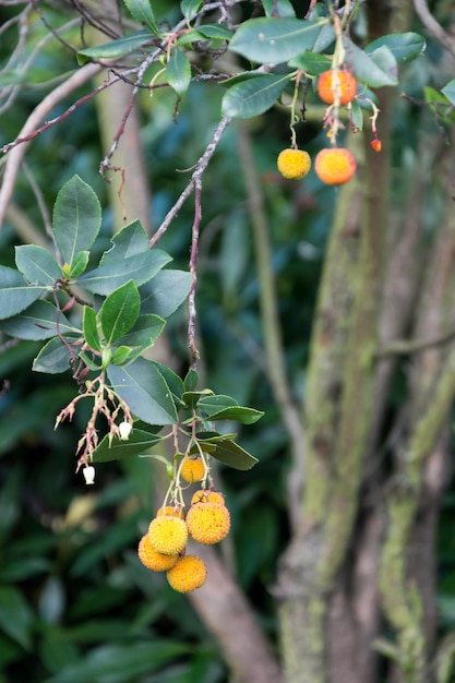 Le fruit d'un arbousier poussant à Londres