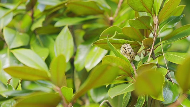 Fruit de l'arbre de magnolia Branches de l'Arbre de magnolie grandiflora avec des fruits de près