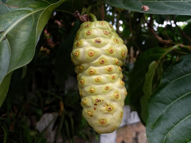 Un fruit au centre jaune et au centre jaune.