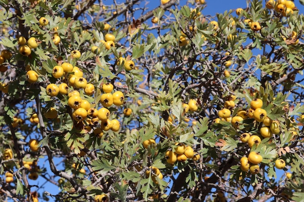 Fruit d'aubépine sur la branche du buisson