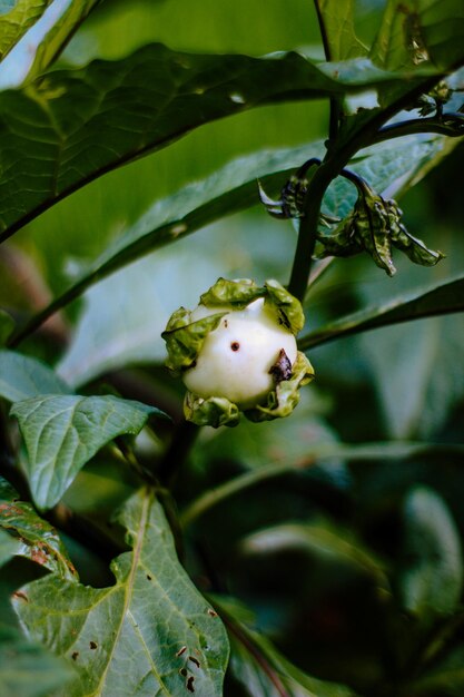 Photo fruit d'aubergine sur un arbre