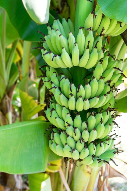 Fruit de la banane sur l&#39;arbre et un beau vert brillant.