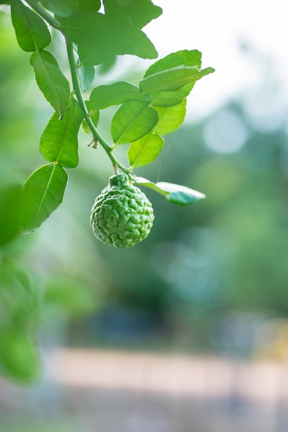 Le fruit de bergamote sur l&#39;arbre avec fond de bokeh léger