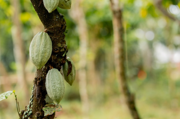 Fruit de cacao dans l'arbre