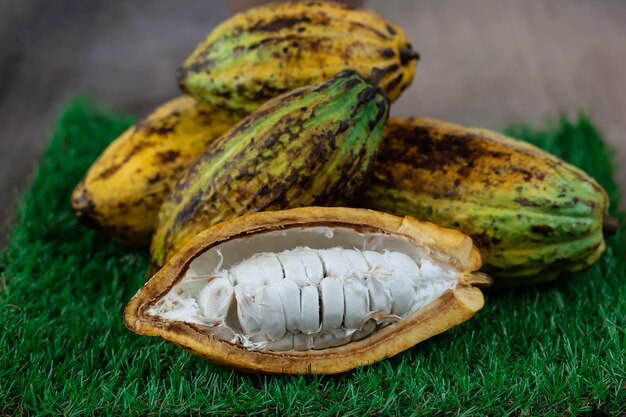 Fruit de cacao frais