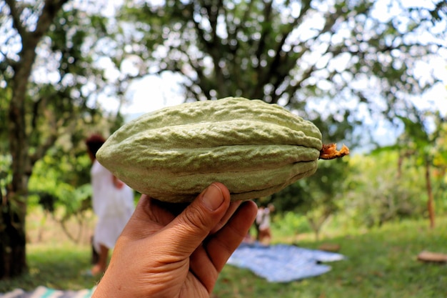 Fruit de cacao, plante de la flore tropicale