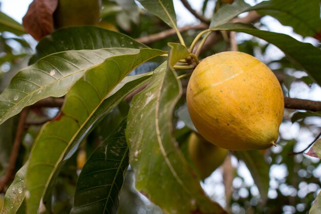 Fruit de Canistel