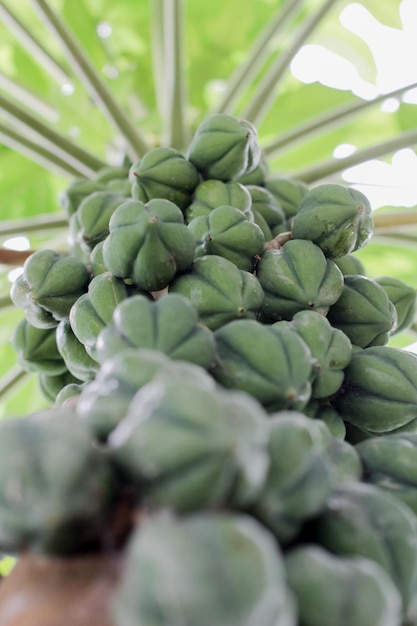 Fruit de carica vert encore sur l'arbre Dieng