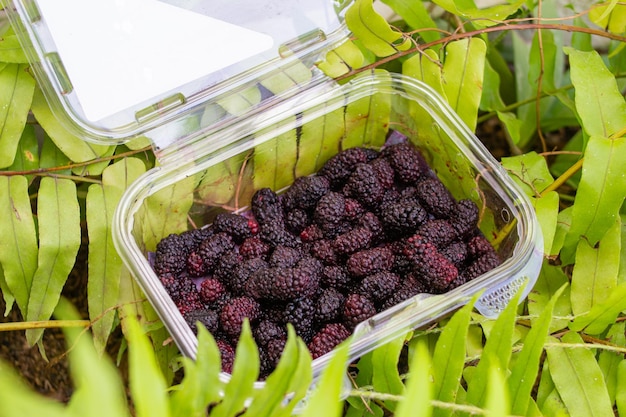 Fruit de cerise sur les branches sauvages du mûrierxA