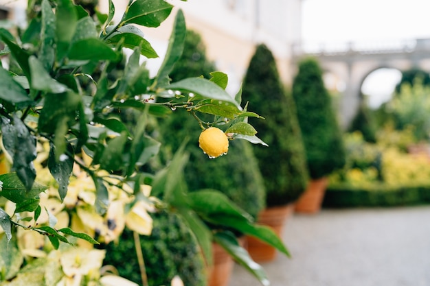 Fruit de citron jaune sur les branches de l'arbre parmi le feuillage couvert de gouttes de pluie