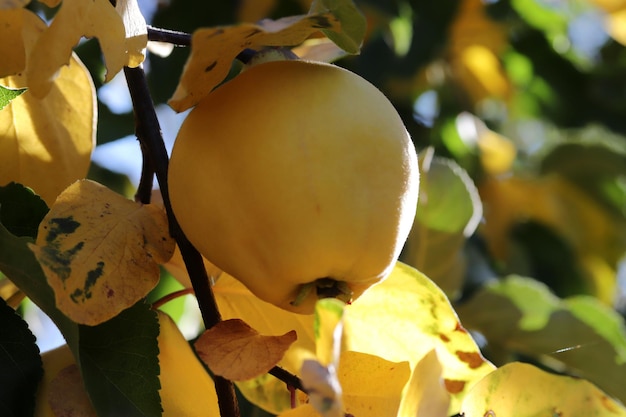 Fruit de coing jaune mûr sur la branche de l'arbre par une journée d'automne ensoleillée