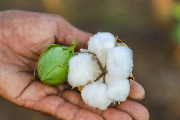 Photo fruit de coton frais dans la main