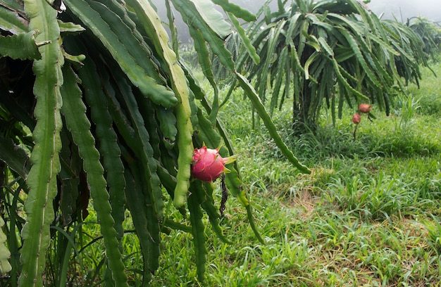 Fruit dragon rouge sur plante avec la brume