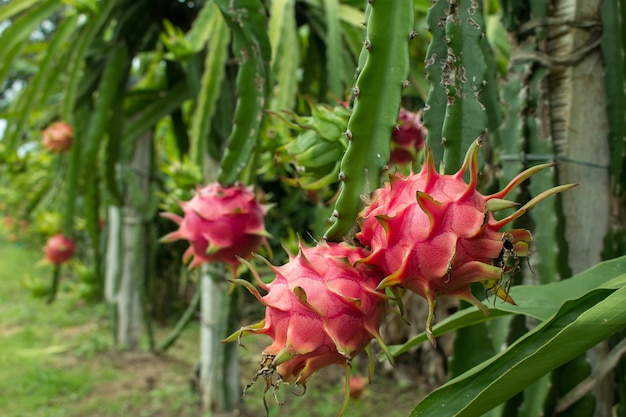 Fruit de dragon rouge sur plante.