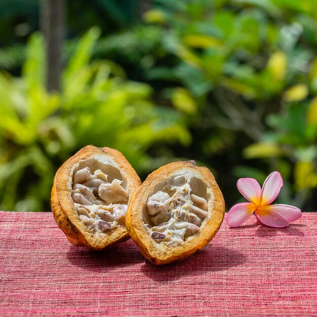 Fruit du cacao en grain de cacao en gros plan Île de Bali Indonésie