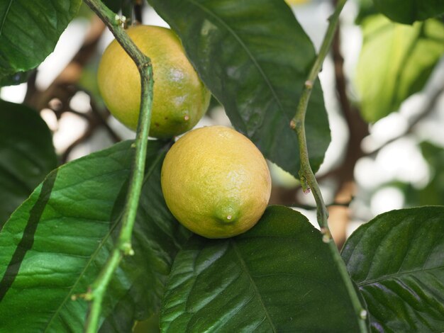 Fruit du citronnier