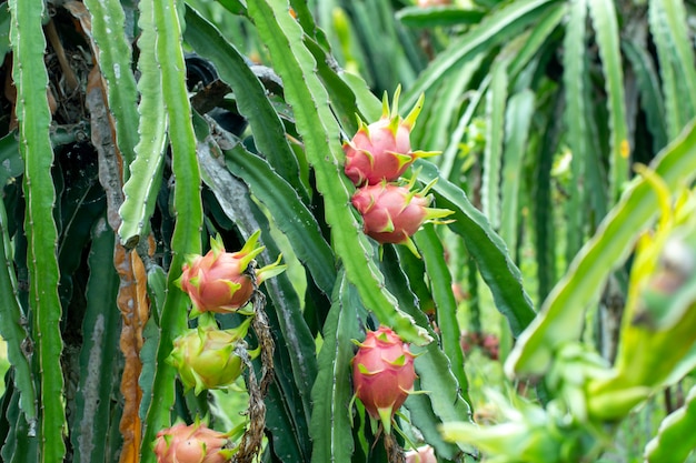 Fruit du dragon frais cru dans une ferme ou fruit Pitahaya poussant dans une ferme ou ganic