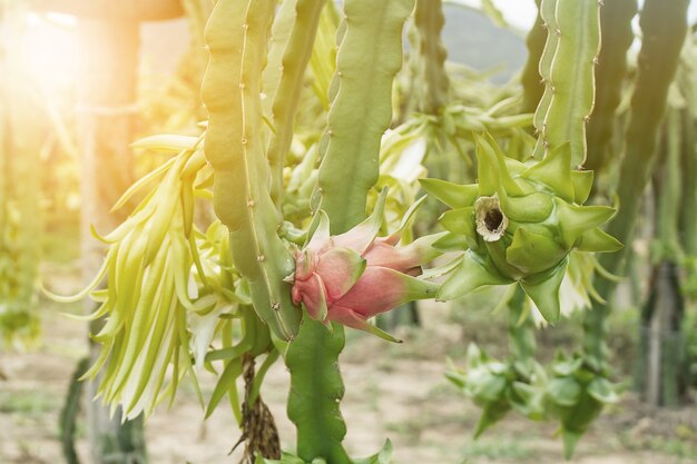 Fruit du dragon sur la plante à la ferme