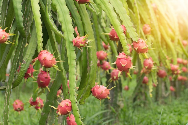 Fruit du dragon sur une plante, Fruit de Pitaya cru sur un arbre, Un pitaya ou pitahaya est le fruit de plusieurs espèces de cactus indigènes des Amériques