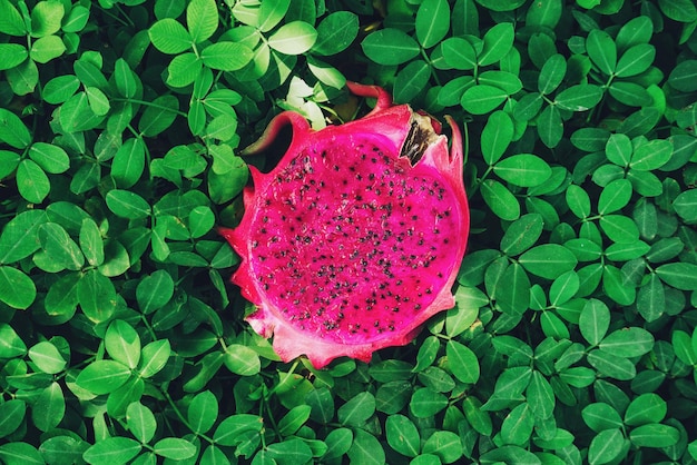 Fruit du dragon rouge sur fond de feuilles vertes