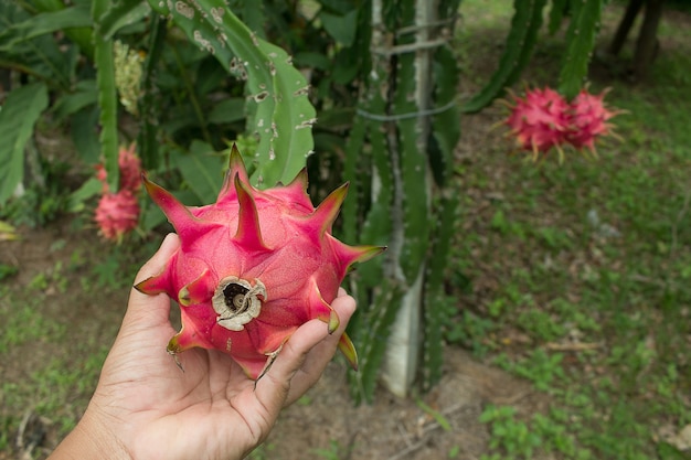 Fruit du dragon rouge sur plante.