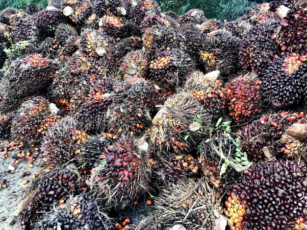 Fruit du palmier à huile dans la plantation de Bornéo