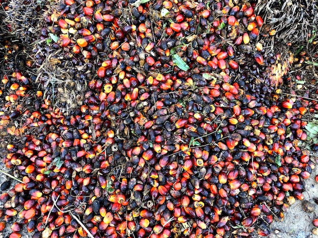 Fruit du palmier à huile dans la plantation de Bornéo