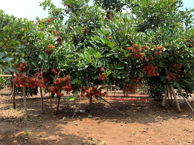 Photo le fruit du rambutan est mûr. il y en a tellement qu'ils touchent le sol.