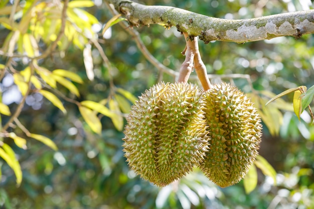 Fruit de Durian sur l&#39;arbre