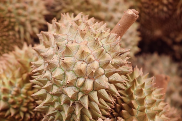 fruit durian