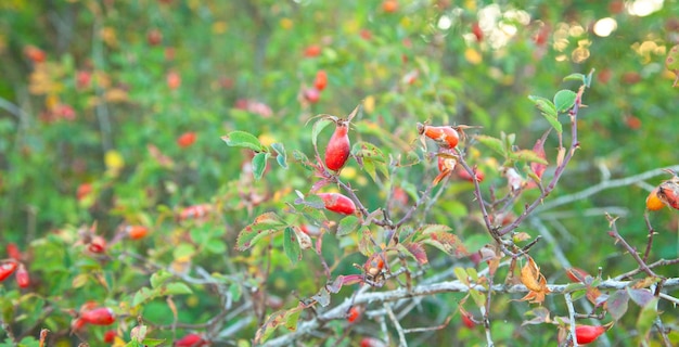 Fruit d'églantier à l'extérieur