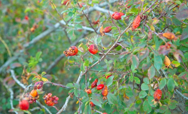 Fruit d'églantier à l'extérieur