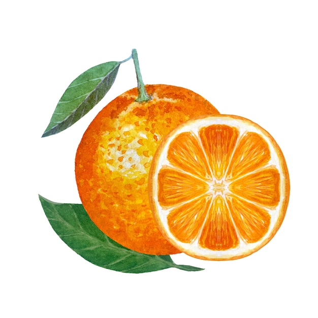 Fruit entier orange avec une feuille verte et une coupe d'aquarelle isolée sur blanc