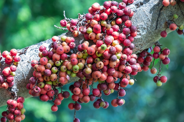 Le fruit de Ficus Racemos.