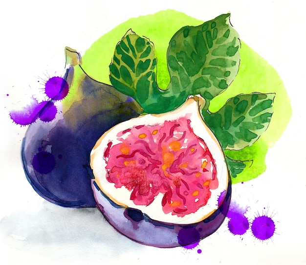 Fruit de figue Dessin à la main à l'encre et à l'aquarelle de style vintage