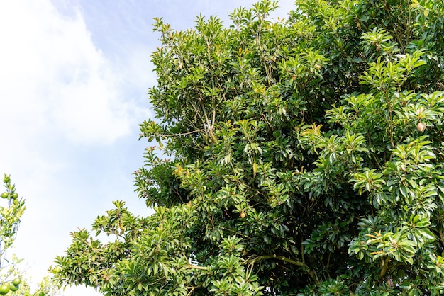 Fruit frais de sapotille ou arbre de sawo d'Indonésie