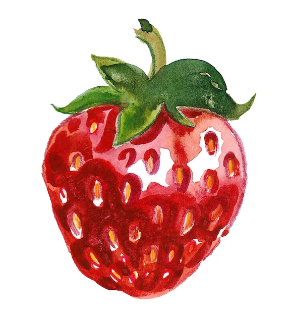 Fruit de fraise Dessin à l'encre et à l'aquarelle