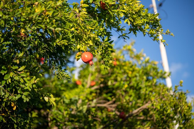 Fruit de grenade sur un arbre avec un ciel bleu sur fond.