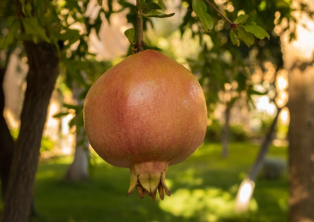 Fruit de grenade poussant dans un verger en Espagne