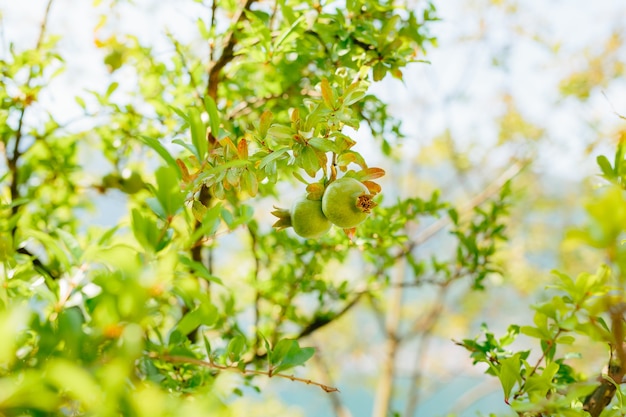 Le fruit de grenade de taille moyenne sur l'arbre vert au Monténégro.