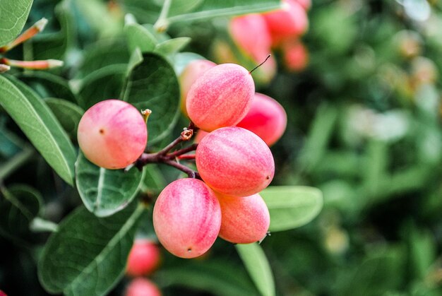 Photo le fruit de karonda sur l'arbre