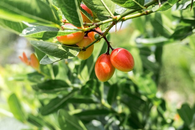 Photo le fruit de karonda sur l'arbre