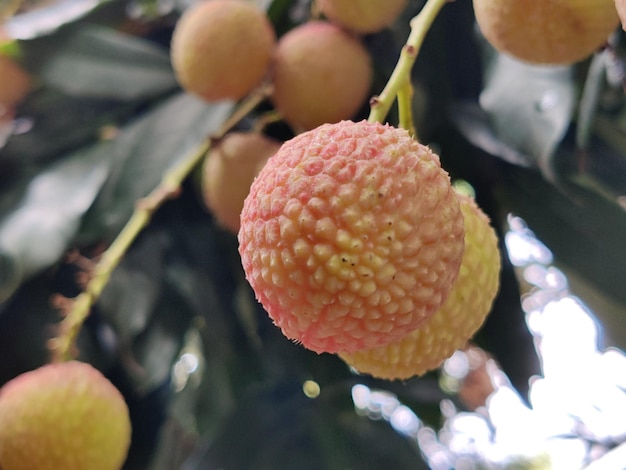 Un fruit de litchi sur un arbre