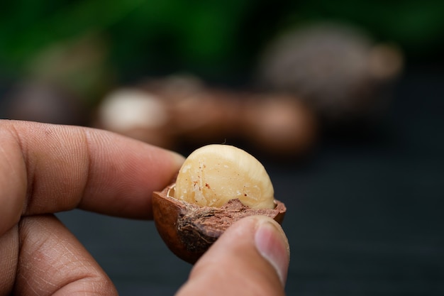 Fruit de macadamia