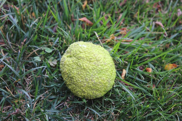 Fruit Maclura ou orange chinoise ou pomme d'Adam